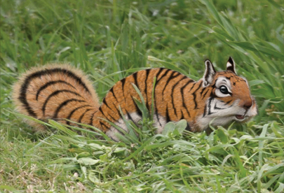 tiger-squirrel